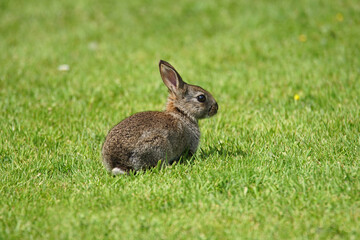 Small baby rabbit or kit