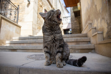 Homeless cat on the street