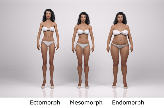 3D Render : standing female body type illustration : ectomorph (skinny type), mesomorph (muscular type), endomorph(heavy weight type), Front View
