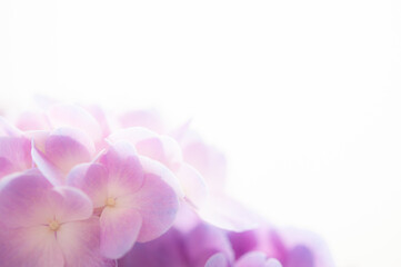 Fototapeta na wymiar 紫陽花の花 クロースアップ 白背景 右にコピースペース