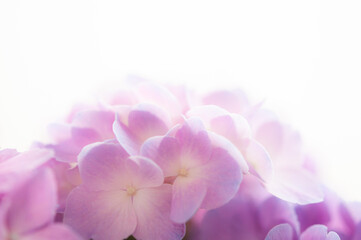 Fototapeta na wymiar 紫陽花の花 クロースアップ 白背景 上にコピースペース