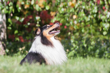 Sitting adorable tricolor sheltie outside