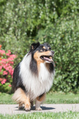 Adorable tricolor sheltie dog standing outside at a park