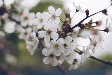 Cherry blossom in soft focus with bokeh effect