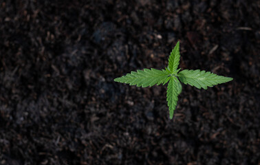 Top view Plant of a little cannabis seedling in the ground