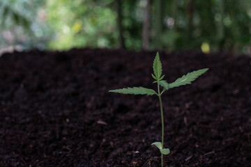  Plant of a little cannabis seedling in the ground