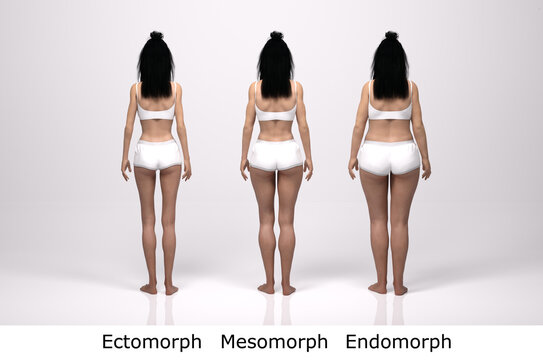 3D Render : standing female body type illustration : ectomorph (skinny type), mesomorph (muscular type), endomorph(heavy weight type), Back View