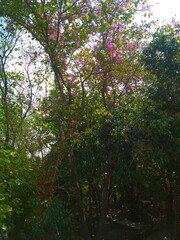 Fototapeta na wymiar Pink Flower Tree