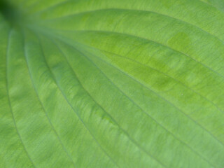 Wide leaf of a plant close-up. Top view from above. Natural floral green background or wallpaper