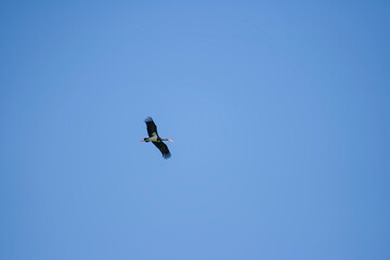 Schwarzstorch am himmel