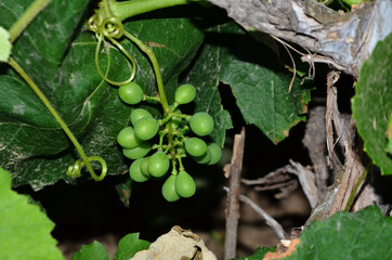 Grapas Fruit in Garden of Home At Nadaun H.P India