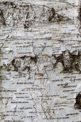 Birch Tree Bark Texture Close Up. Texture Useful For Background Image or To Use as Overlay.