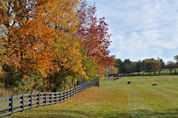 King City, Ontario / Canada - 10/17/2008: Horse farm with fences in fall color in Ontario, Canada.