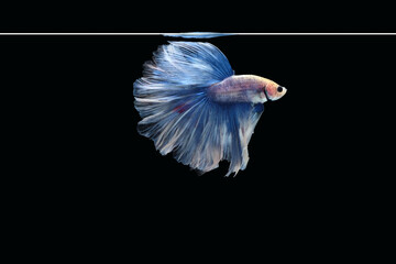 Obraz premium Side view of betta siamese fighting fish (Giant Halfmoon Rosetail in white blue color combination) isolated on black background