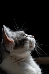 Close up portrait of a cat