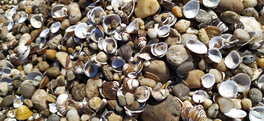 Pile of shells on the seashore on a sunny day. Place for text