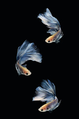 Two dancing of betta siamese fighting fish (Giant Halfmoon Rosetail in white blue color combination) isolated on black background