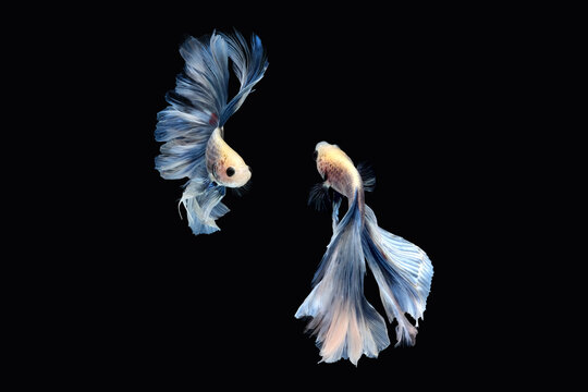 Two dancing of betta siamese fighting fish (Giant Halfmoon Rosetail in white blue color combination) isolated on black background
