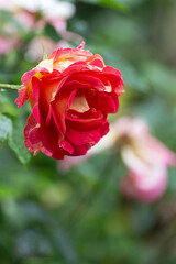 wet roses with rain drops