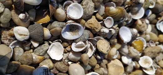 Fototapeta na wymiar Pile of shells on the seashore on a sunny day. Place for text