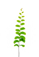 Fresh fern leaf branch isolated on white background