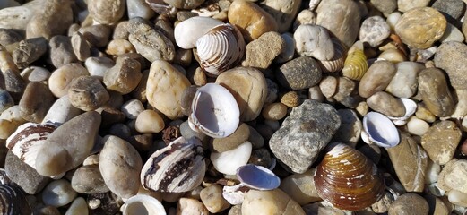 Pile of shells on the seashore on a sunny day. Place for text
