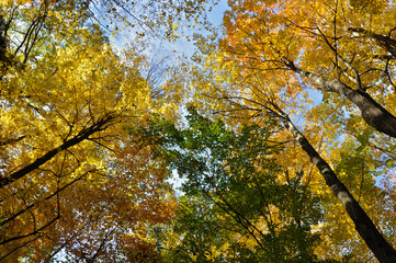 Low angle view of maple trees in autumn.
