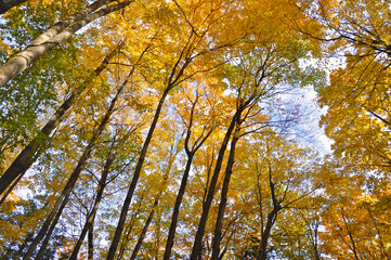 Looking up to the treetop from underneath the maple tree's branches in autumn.