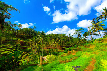 Fototapeta na wymiar Tegalalang Rice Terrace in Ubud, Bali, Indonesia.