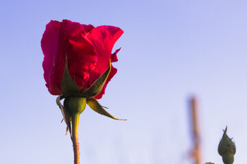 sunset and colorful roses nature