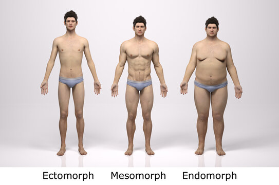3D Render : the portrait of standing male body type : ectomorph (skinny type), mesomorph (muscular type), endomorph(heavy weight type) , Front View