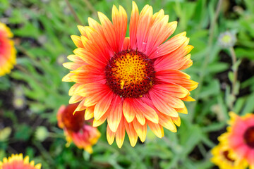 Top view of one vivid yellow and red Gaillardia flower, common name blanket flower,  and blurred green leaves in soft focus, in a garden in a sunny summer day, beautiful outdoor floral background.