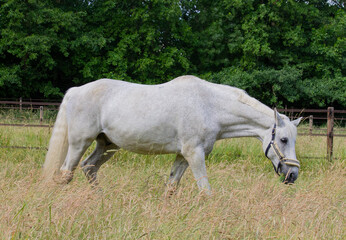 Obraz na płótnie Canvas Horse on a pasture III