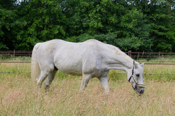 White horse grazing on a pasture II