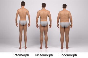 3D Render : the portrait of standing male body type : ectomorph (skinny type), mesomorph (muscular type), endomorph(heavy weight type), Back View