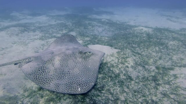 Longtail Stingray (Himantura uarnak) slowly swims over sandy bottom covered with green sea grass. Camera moving forwards, fish quickly swims away. Red sea, Egypt