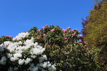 Rhododendron flowers bloom in late spring
