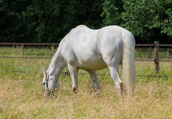 Obraz na płótnie Canvas White horse grazing