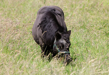 Black pony grazing
