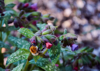 bee on the background of honey pink-purple flowers