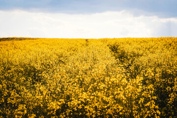 Fototapeta premium Blooming flowers canola close up. Yellow rapeseed field. 