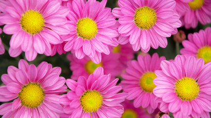 Beautiful pink chrysanthemum