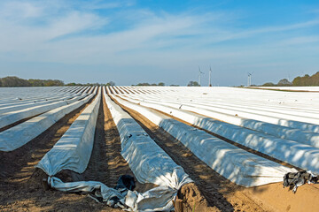 Spargelfeld mit Folienabdeckung in Niedersachsen, Deutschland