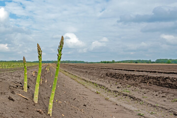 Spargelfeld mit Trieben in Niedersachsen, Deutschland
