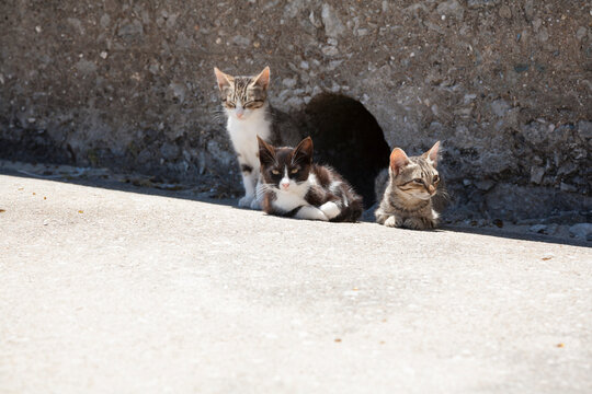 three feral kittens outside the hole in which they have made their home. located in the fishing town of Peniche Portugal 