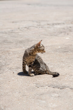 feral kitten in the fishing town of Peniche, Portugal