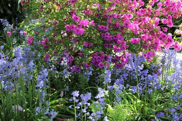 Naklejka premium Bluebells bloom with pink azaleas in a garden 