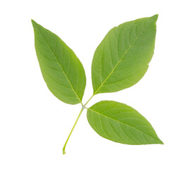 Green ash-leaved maple isolated on a white background without shadow. Item for greeting cards, packaging, scene creator