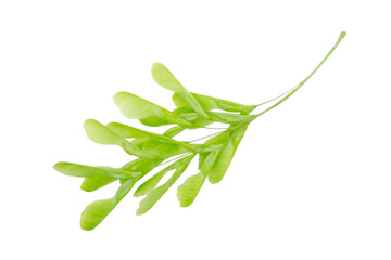 Fototapeta premium Green ash-leaved maple isolated on a white background without shadow. Item for greeting cards, packaging, scene creator