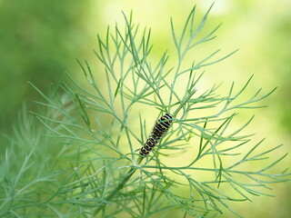 beautiful parsley worm on dill